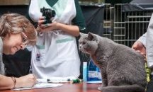 Провежда се Международна изложба на котки в София