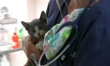 Мъж гърми по котки в Сливен, цели ги в сърцата