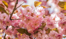 Ханами – японското изкуство на съзерцанието