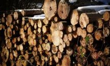 Горските стражари задържаха 5 каруци с незаконна дървесина във Варненско