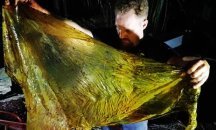 40 кг найлонови торбички са открити в корема на мъртъв кит