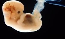 Контрабандист на човешки ембриони е задържан в Мумбай