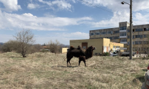 ПО ТВОЙ СИГНАЛ: Камила се разходи из столичния "Нови Искър"