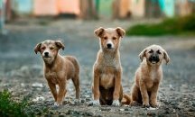 Започва кампанията на Община Пловдив „Регистрирай куче и спечели награда 2019“