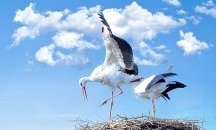Осиновиха всички щъркелови гнезда в гоцеделчевско село