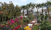 Изложба „Цветна пролет 2019“ отвори врати в Международния панаир в Пловдив