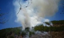 Пожар обхвана борова гора над Благоевград