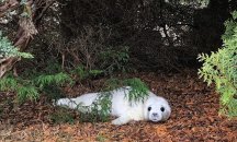 Нашествие от тюлени в Латвия