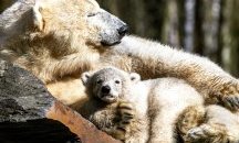 Полярно мече в зоопарка в Берлин получи име на футболен отбор