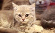 Как британците кръщават най-често котките си?
