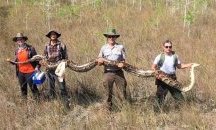 Хванаха гигантски питон, способен да погълне елен