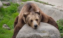 Разхлаждат обитателите на парка за мечки в Белица със специален сладолед