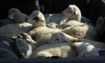 БАБХ започва извънредни проверки за Великден и Гергьовден