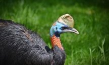 Предлагат на търг птицата казуар, която уби стопанина си