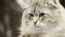 В Кишинев, Молдова се проведе международно изложение на котки, в което участваха повече от 100 породисти котки от Молдова, Украйна, Русия и Румъния