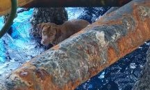 Спасиха куче на 220 километра в морето