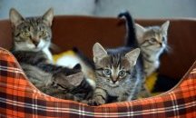 Кои са четирите значения на котешкото мяукане