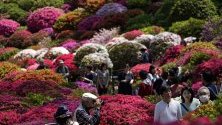 Красиви градини от азалии в храм Незу в Токио, Япония. Повече от 3 хиляди азалови растения от 100 различни вида обагрят гледката на храма всяка година. 