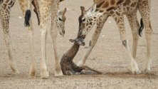 Новороден жираф приветстван от своите родители в зоопарка в Южна Австралия. 
