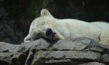 Изтощена до крайност бяла мечка намерена на 700 км от хабитата си в руско село