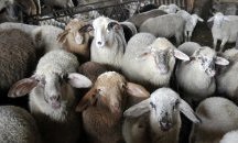 Настаниха в приют 180 овце, оцелели след корабокрушение в Румъния