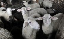 Ферма с овце се появи между блоковете в „Столипиново”