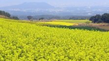 Снимка на поле от растенията рапица в Южна Кореа. Растението се отглежда поради богатите си на олио семена.
