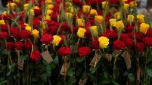 Красив букет от рози в Барселона, Каталуния, Испания. Каталуния днес празнува Гергьовден като според обичая на испанците се подаряват на приятели и роднини рози като подарък. 
