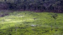 В Колумбия започнаха разговори за обезлесяването в Националния парк Серрания де Чирикеки, Гуавиаре, Колумбия.