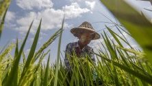 Мианмарски работник се грижи за посевите от ориз в покрайнините на Найпитау, Мианмар. 