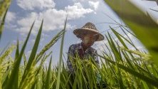 Мианмарски работник се грижи за посевите от ориз в покрайнините на Найпитау, Мианмар.