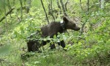 Върнаха в дивата природа спасените преди година три мечета