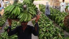 Работник носи банани на главата си на пазара на плодове и зеленчуци по време на свещения месец Рамадан, в Карачи, Пакистан.