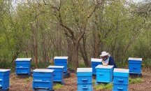 600 хиляди лева компенсация за пчеларите при щети от растителна защита