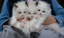 Котките намаляват риска от инфаркт и инсулт с 20%