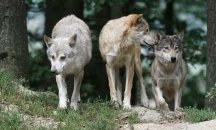 Мъж оцеля седем дни, обкръжен от глутница вълци