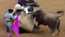 Кадър на борбата между бик и тореадора Ел Джули по време на борбите провеждани всяка година в Испания. Според данните не е имало пострадали. 