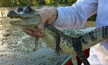 Хванаха американка с алигатор в панталона