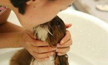 Защо е опасно да целуваме домашните си любимци