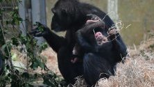 Шимпанзето Хана държи бебето си Надежда в зоопарка Монарто близо до Аделаида, Австралия.