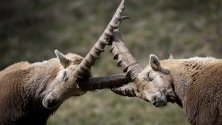 Алпийски козирог (или стеинбок) заснет близо до село Понтрезина, кантон Грионс, Швейцария. През пролетта, когато върховете все още са покрити със сняг, козирозите слизат в селото, за да се насладят на вече зелените ливади