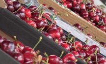 Инспекцията по труда хвана деца да берат череши за пари, вместо да посещават училище