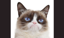 Почина "ядосаното" коте