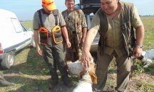 Ловци настояват да се премахне забраната за лов на диви прасета