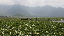 Кашмирски мъже карат лодка по водите на езерото Дал близо до цветя на лотос време на свещения месец Рамадан в Шринагар, лятната столица на индийския Кашмир. Мюсюлманите по света празнуват Рамадан, като се въздържат от ядене, пиене и сексуални действия ежедневно.