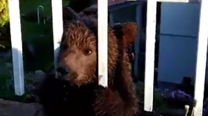 Малко мече е открито в двор на необитаема къща в село Кладница