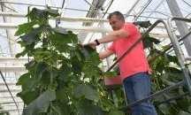 Варненец създаде иновативна оранжерия за отглеждане на краставици в звукова среда