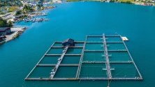 Сьомга за 70 милиона долара измря в Норвегия заради водорасли