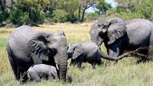 Група слонове в района Кведи на делтата Окаванго, Ботсвана. Ботсвана е премахнала забраната за лова на слонове и според съобщенията в медиите притежава най-голямата популация на слонове в света. 