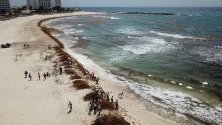 Десетки хора почистват морските водорасли от саргас – морска трева, след като голямо количество бяха измити на плажовете в Канкун, Мексико.